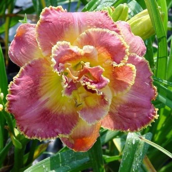 Hemerocallis 'Unlock the Stars' plant