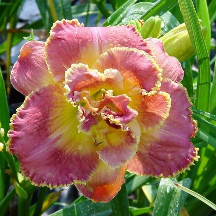 Hemerocallis 'Unlock the Stars' plant