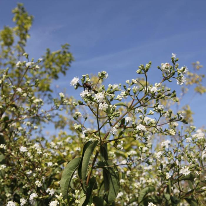 Heptacodium miconioides TEMPLE OF BLOOM plant