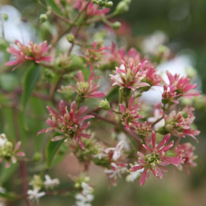 Heptacodium miconioides TEMPLE OF BLOOM plant