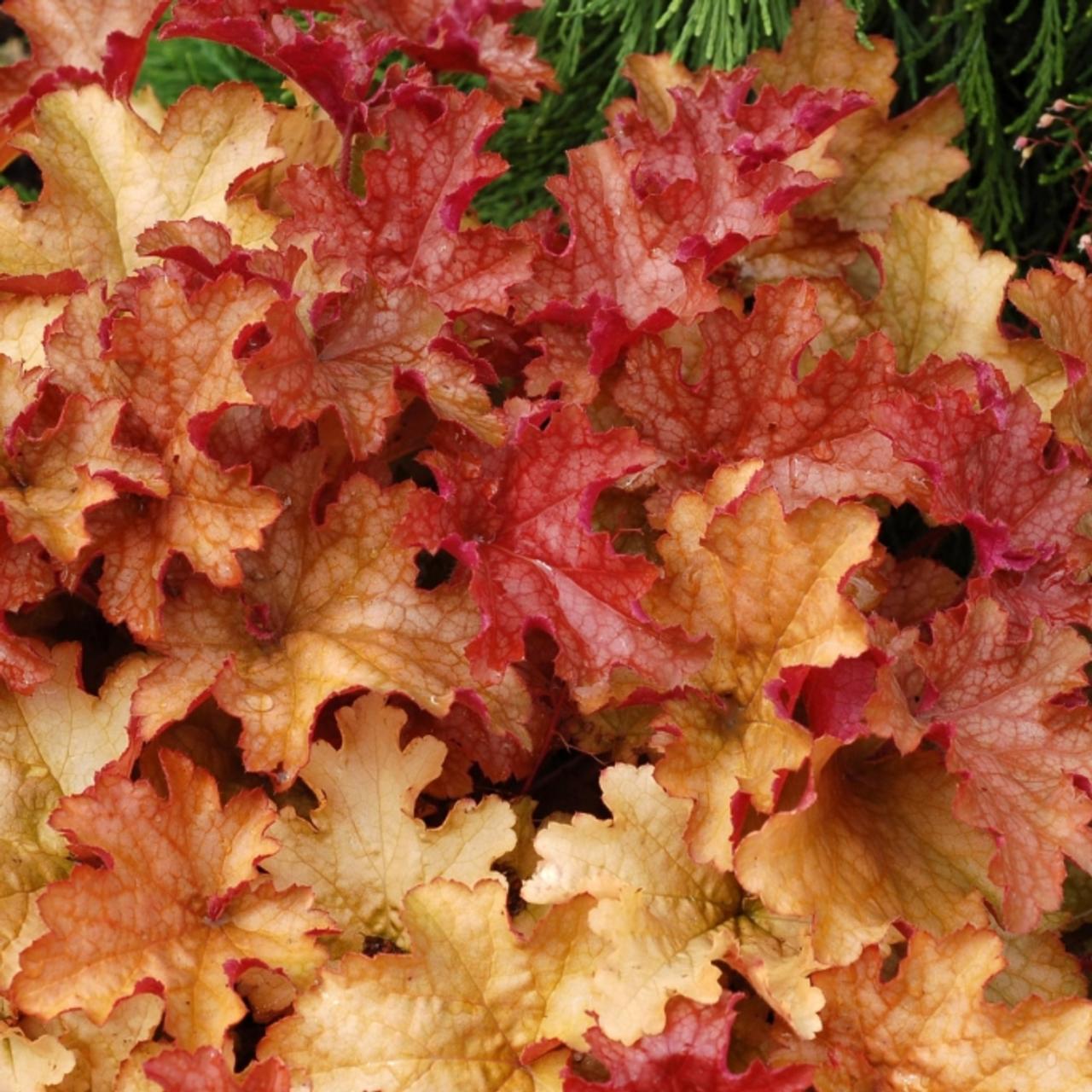 Heuchera 'Ginger Peach' plant