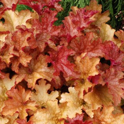 heuchera-ginger-peach