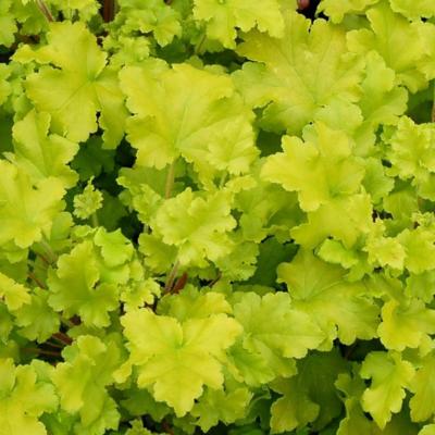 heuchera-lime-marmelade