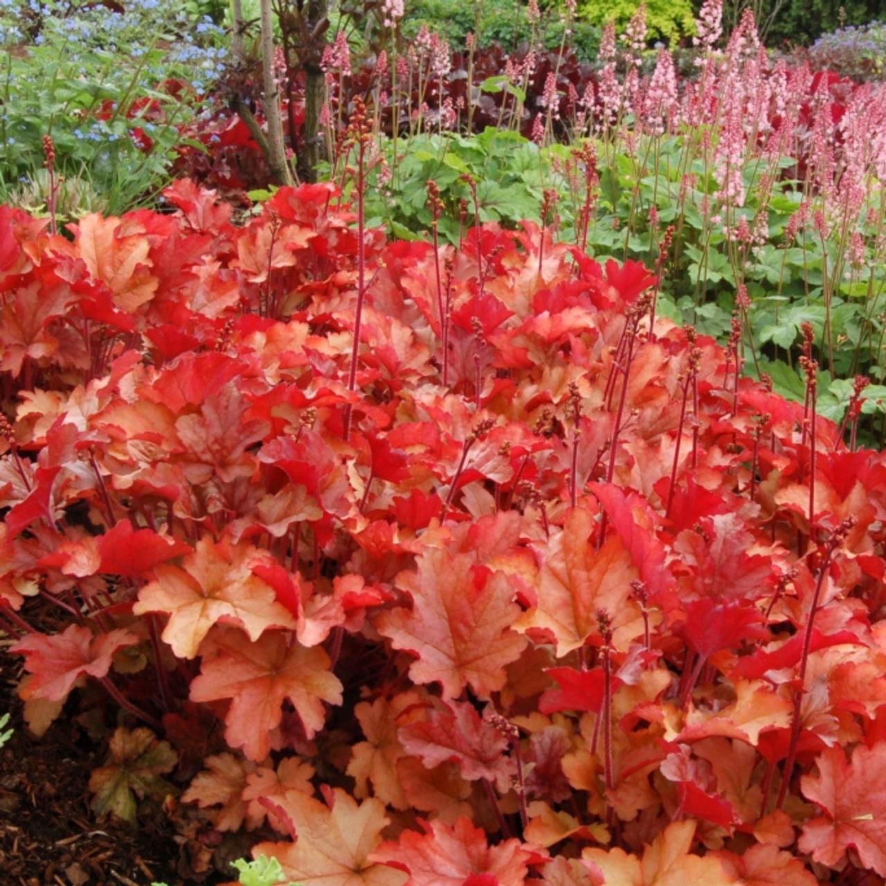 Heuchera 'Peach Flambé' plant