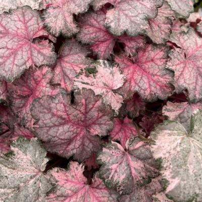 heuchera-pinky-panky