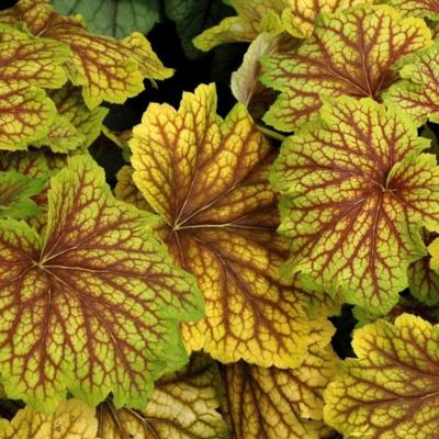 heuchera-red-lightning