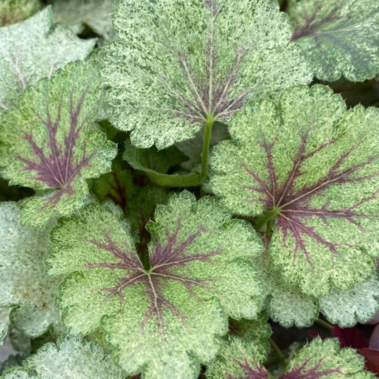 Heuchera 'Snowy Panky' plant