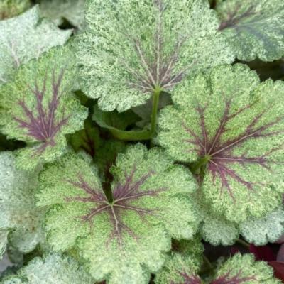 heuchera-snowy-panky