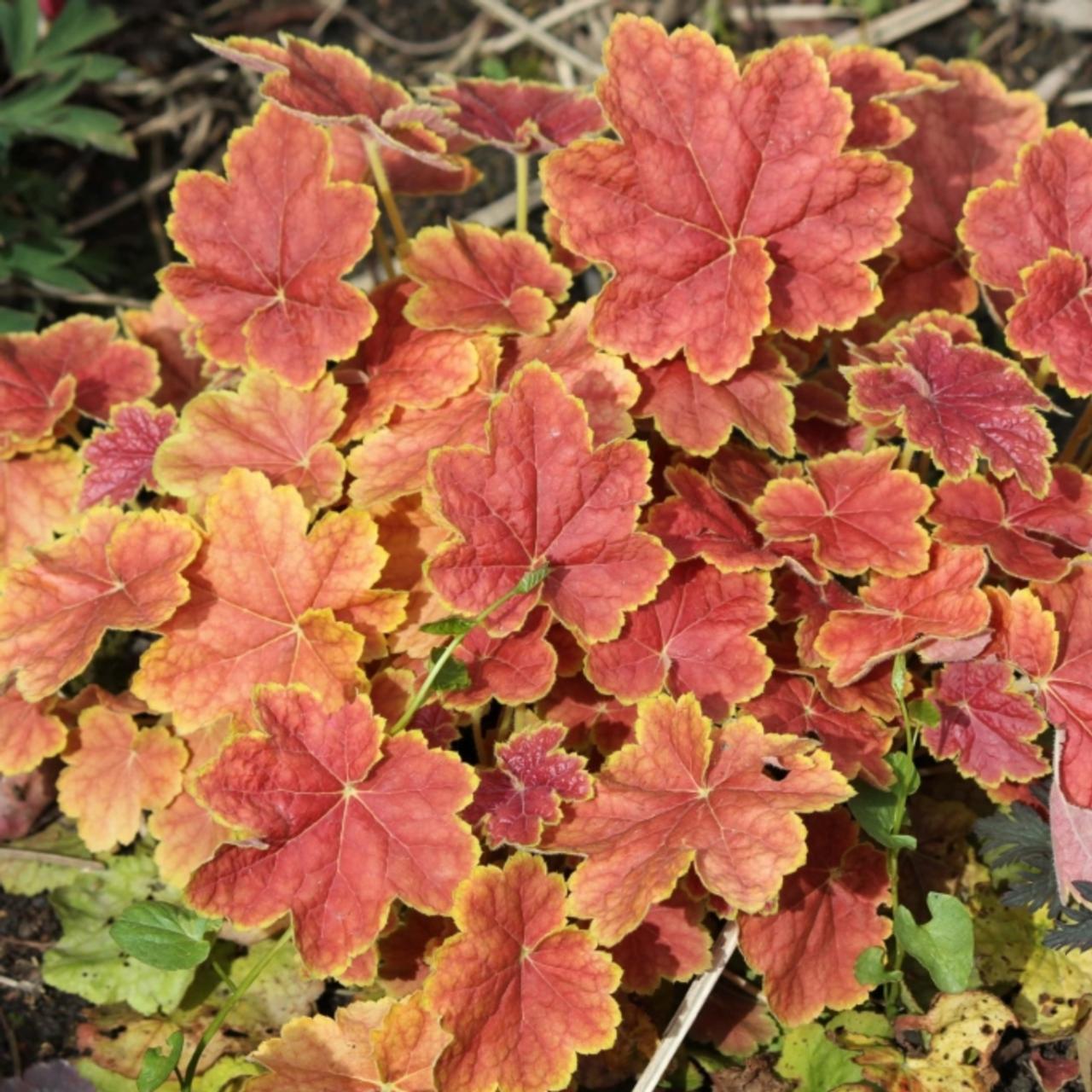 Heuchera 'Tiramisu' plant