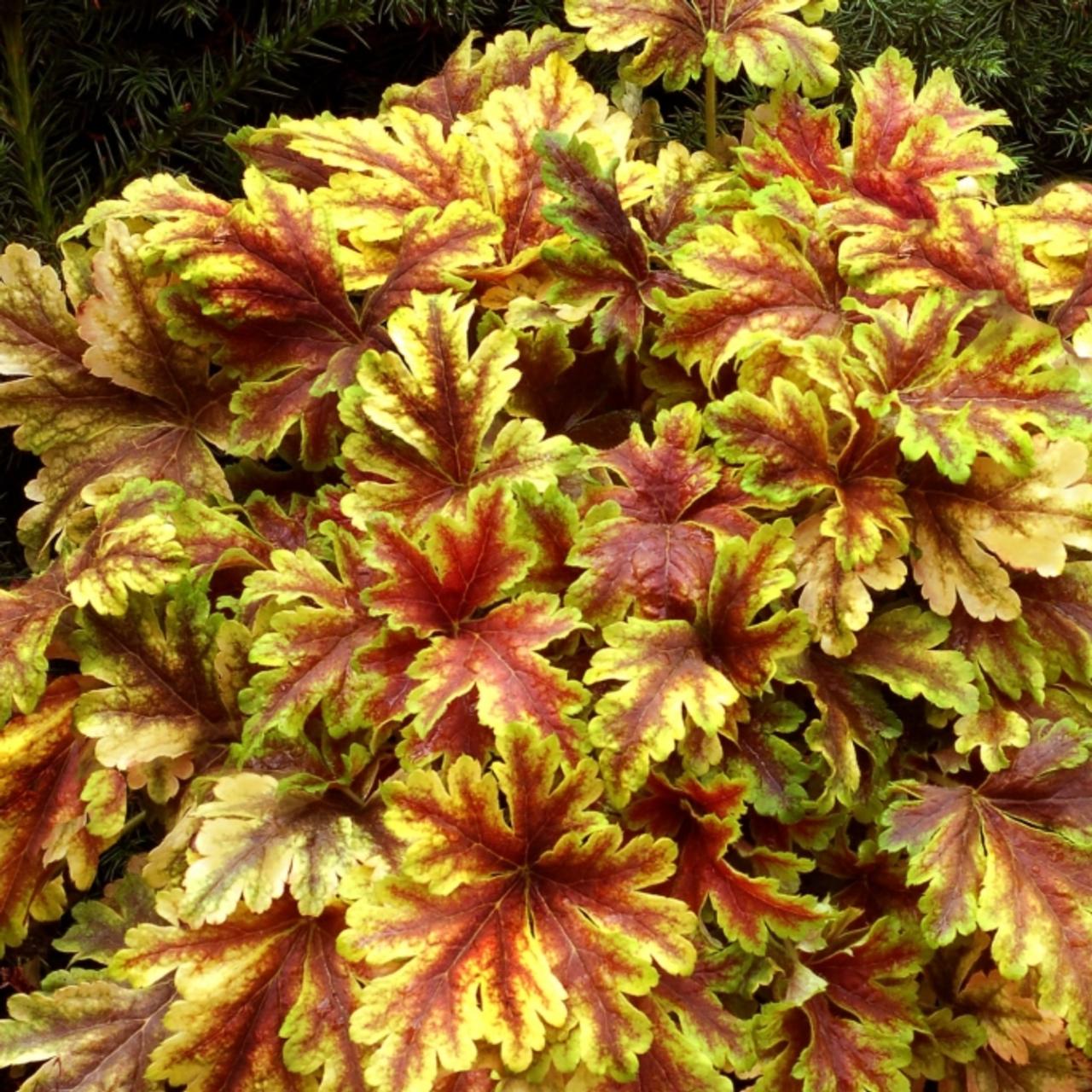 Heucherella 'Golden Zebra' plant