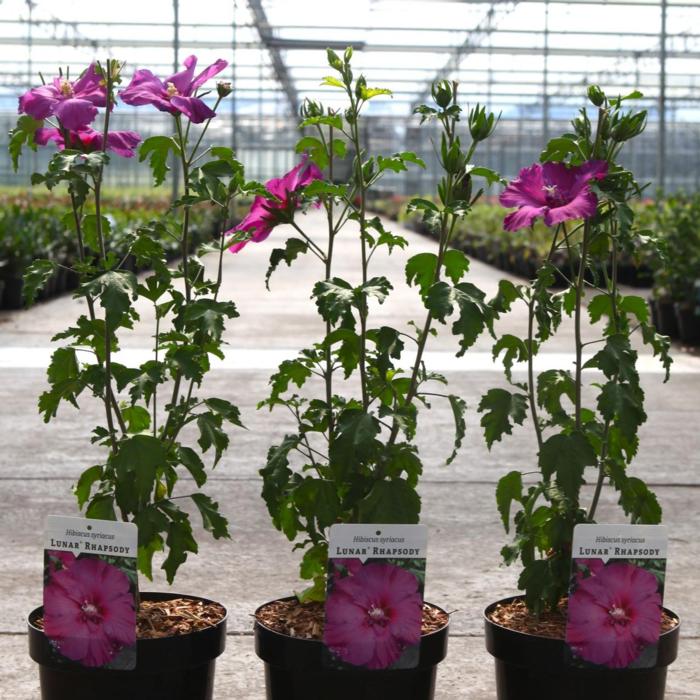 Hibiscus syriacus 'Lunar Eclipse' plant