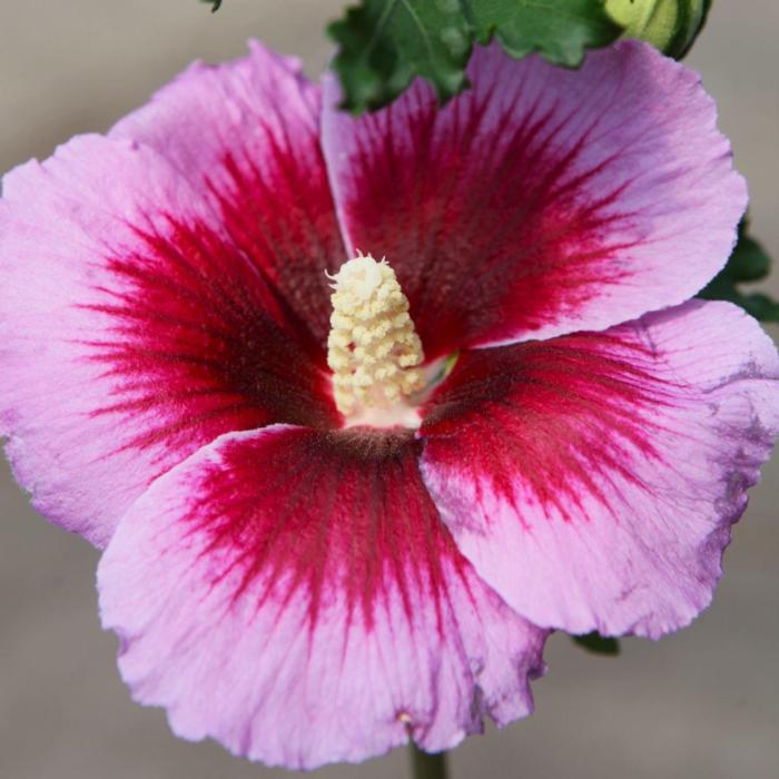 Hibiscus syriacus 'Lunar Eclipse' plant