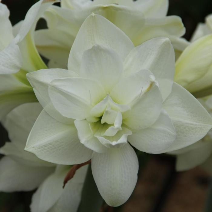 Hippeastrum 'Akiko' plant