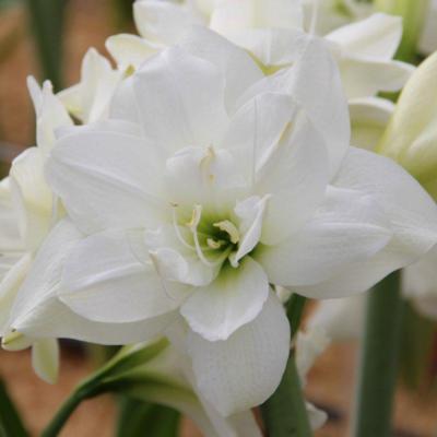 hippeastrum-akiko