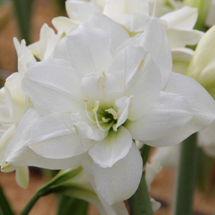 Hippeastrum 'Akiko' plant