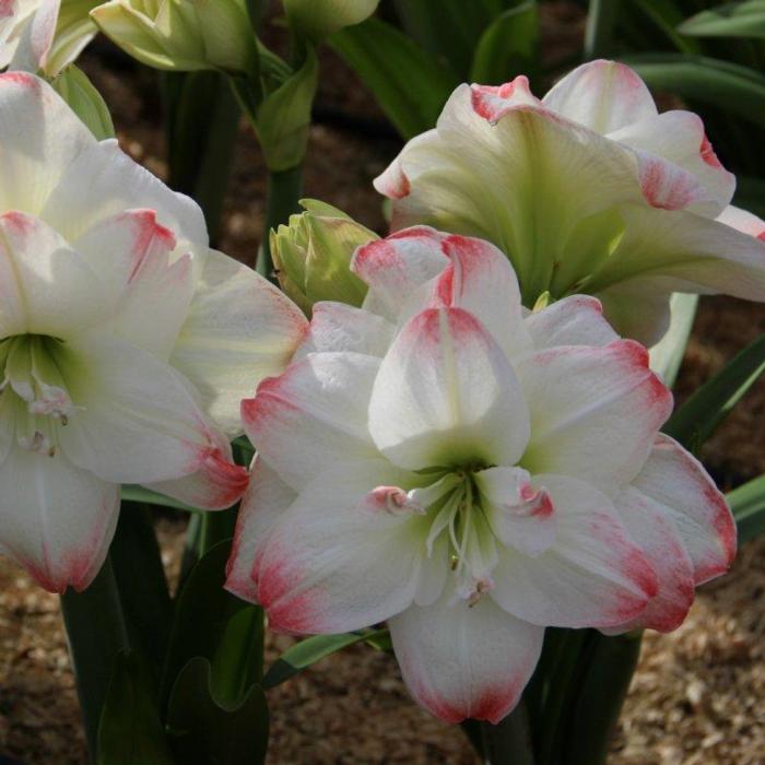 Hippeastrum 'Amadeus Candy' plant