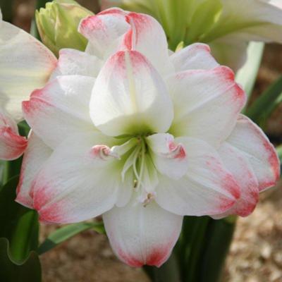 hippeastrum-amadeus-candy