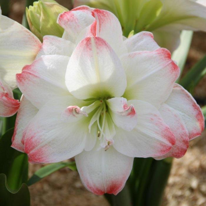 Hippeastrum 'Amadeus Candy' plant