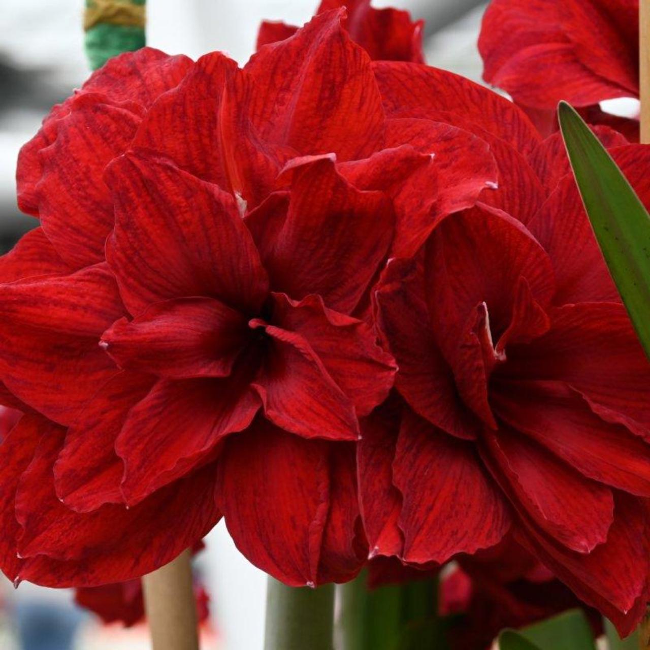 Hippeastrum 'Amarantia' plant