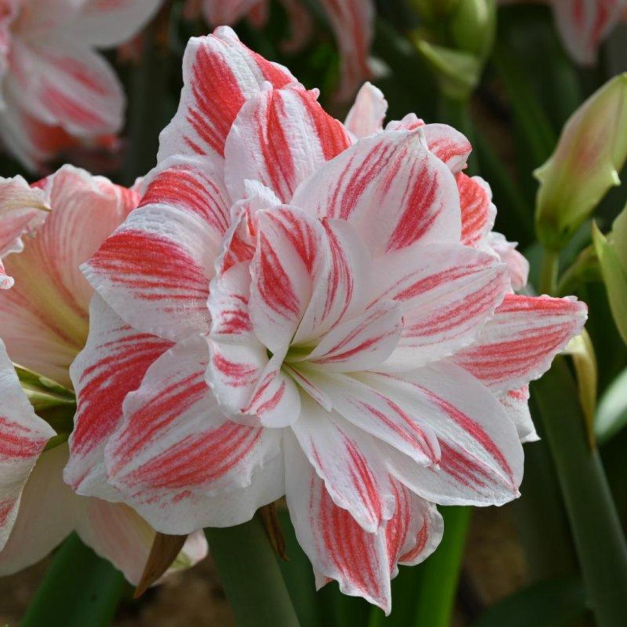 Hippeastrum 'Amazing Belle' plant