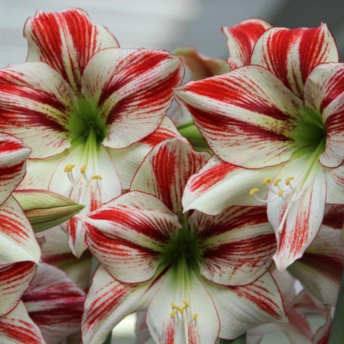 Hippeastrum 'Ambiance' plant