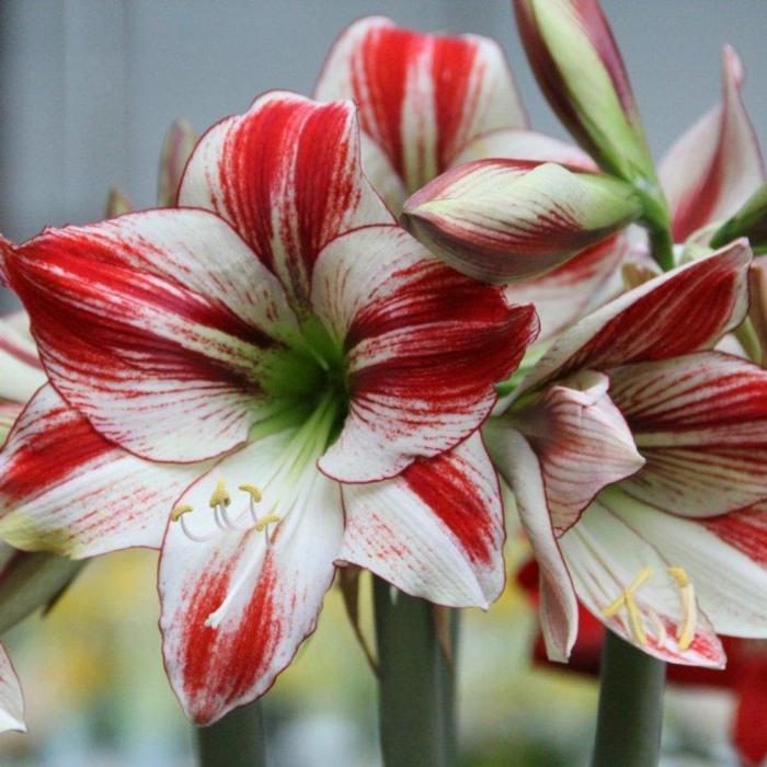 Hippeastrum 'Ambiance' plant