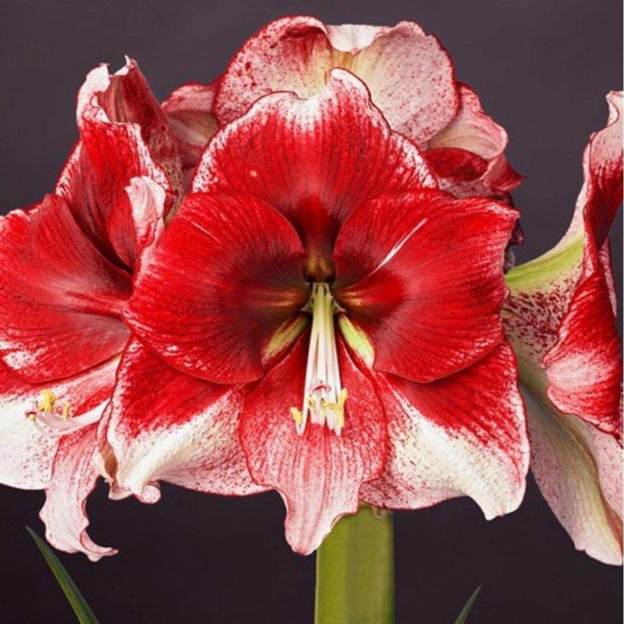 Hippeastrum 'American Dream' plant