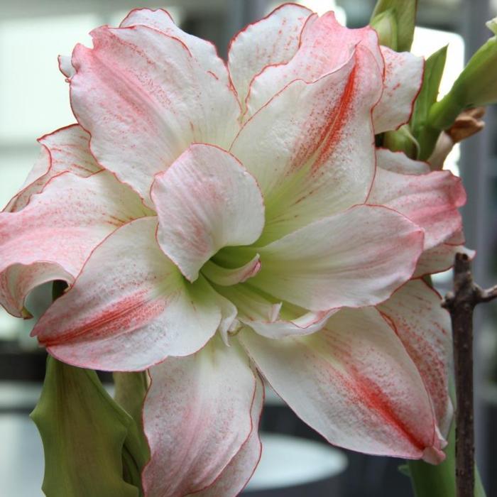 Hippeastrum 'Aphrodite'  plant