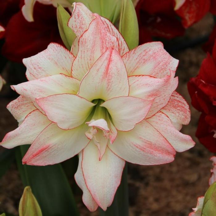 Hippeastrum 'Aphrodite'  plant