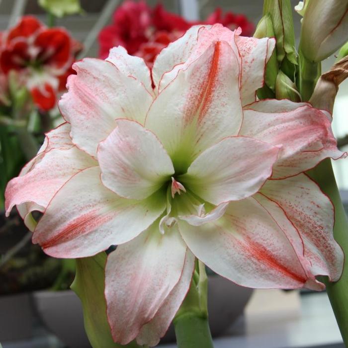 Hippeastrum 'Aphrodite'  plant