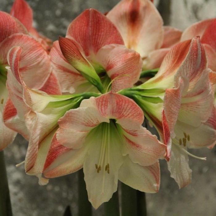 Hippeastrum 'Apple Blossom' plant