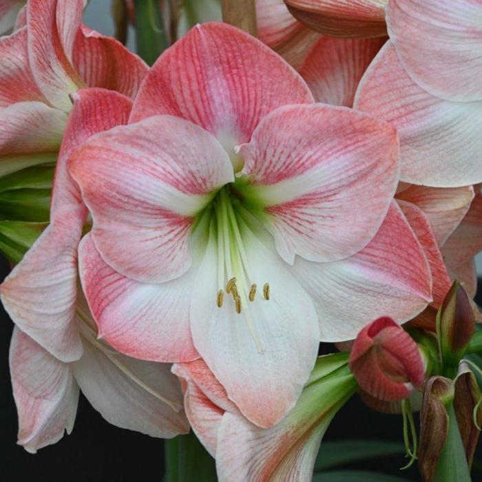 Hippeastrum 'Apple Blossom' plant