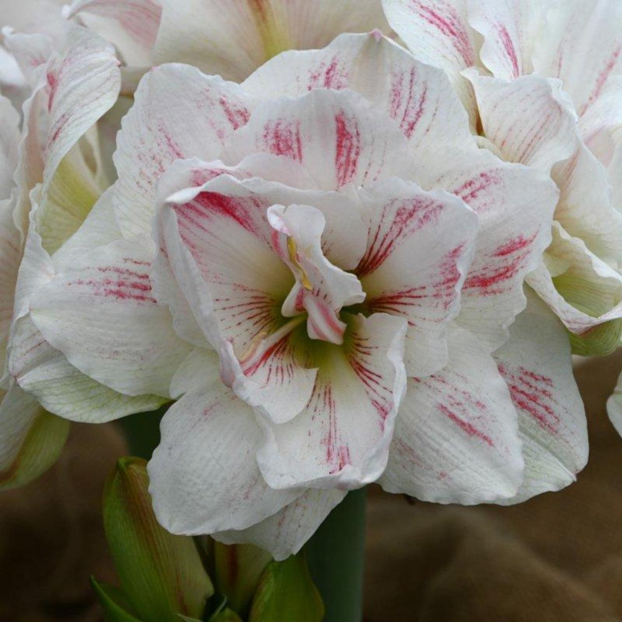 Hippeastrum 'Aquaro' plant