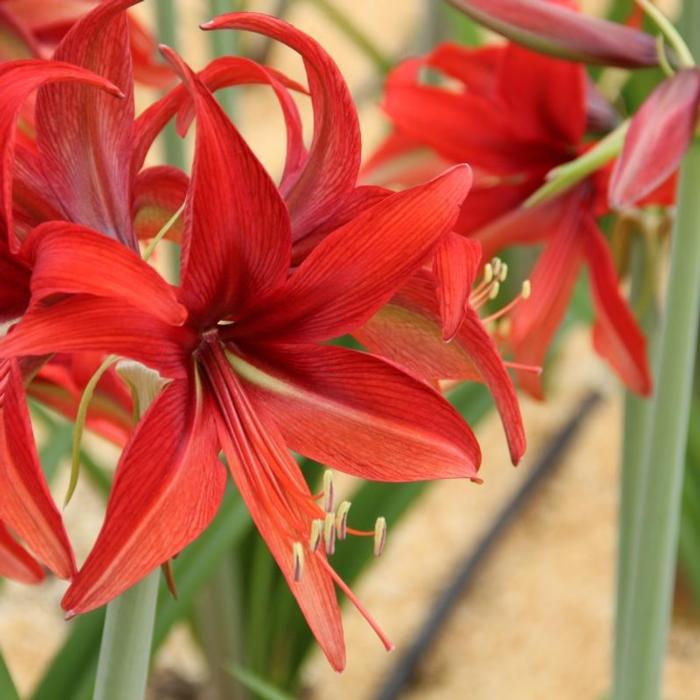 Hippeastrum 'Bogota' plant