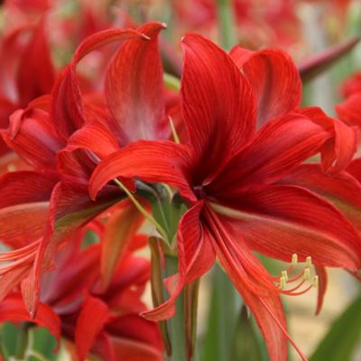 hippeastrum-bogota