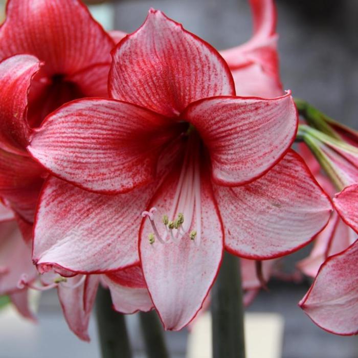 Hippeastrum 'Charisma' plant