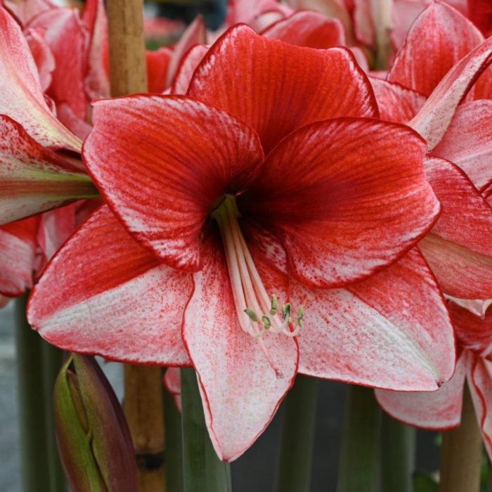 Hippeastrum 'Charisma' plant