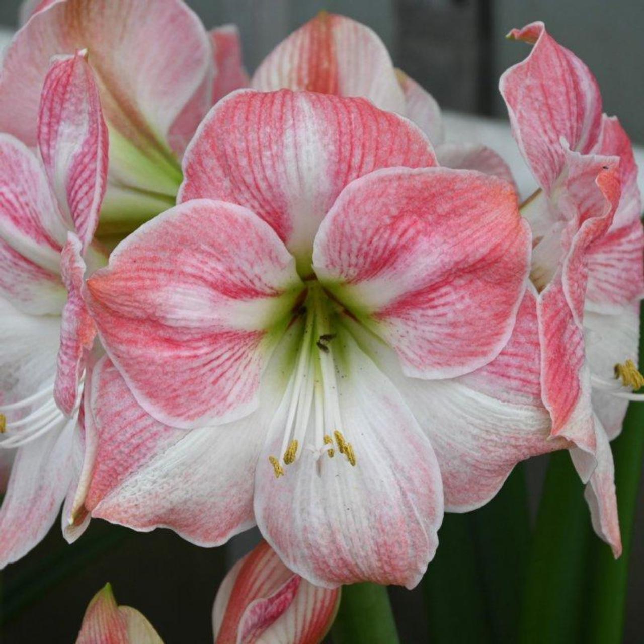 Hippeastrum 'Cherry Bloss' plant