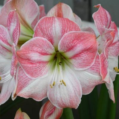 hippeastrum-cherry-bloss