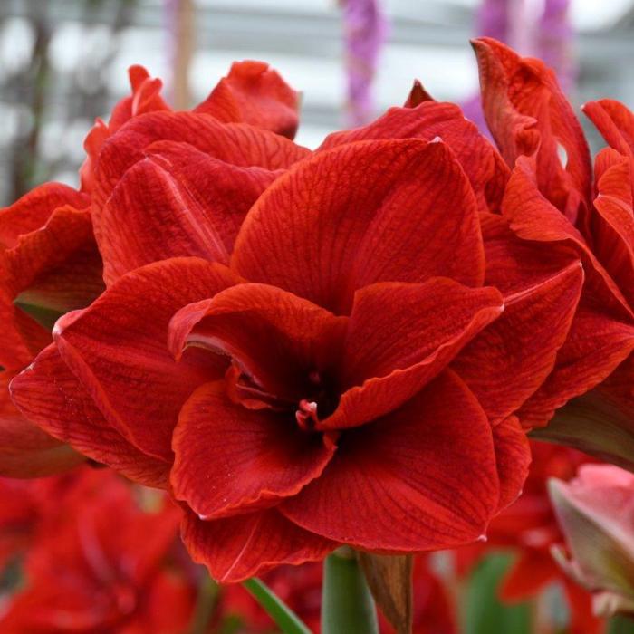 Hippeastrum 'Cherry Nymph' plant