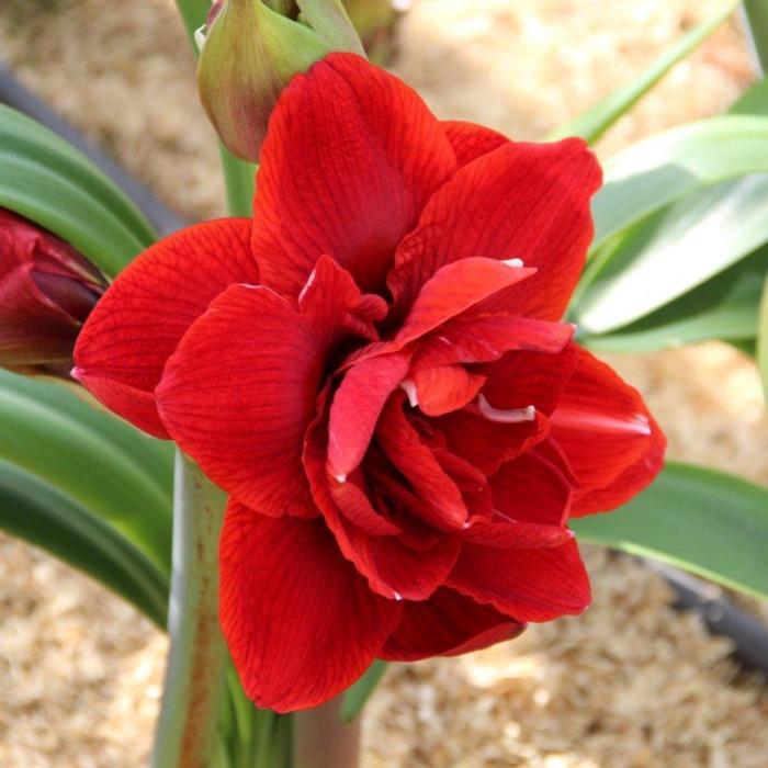 Hippeastrum 'Cherry Nymph' plant