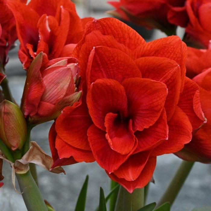 Hippeastrum 'Cherry Nymph' plant