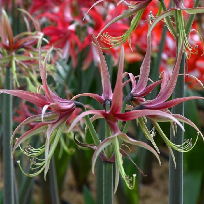 Hippeastrum 'Chico' plant