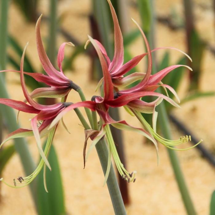 Hippeastrum 'Chico' plant