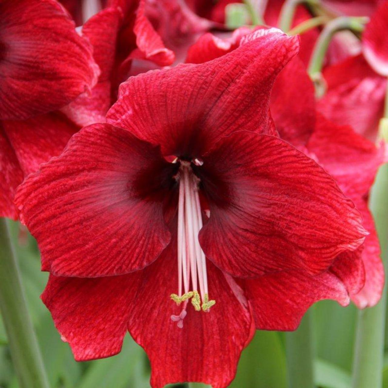 Hippeastrum 'Daphne' plant