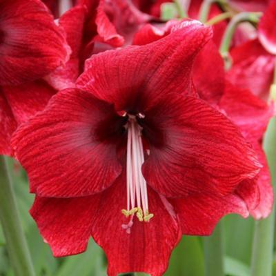 hippeastrum-daphne