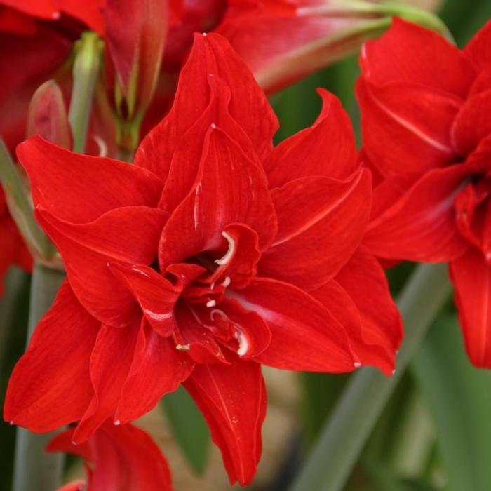 Hippeastrum 'Double Delicious'  plant