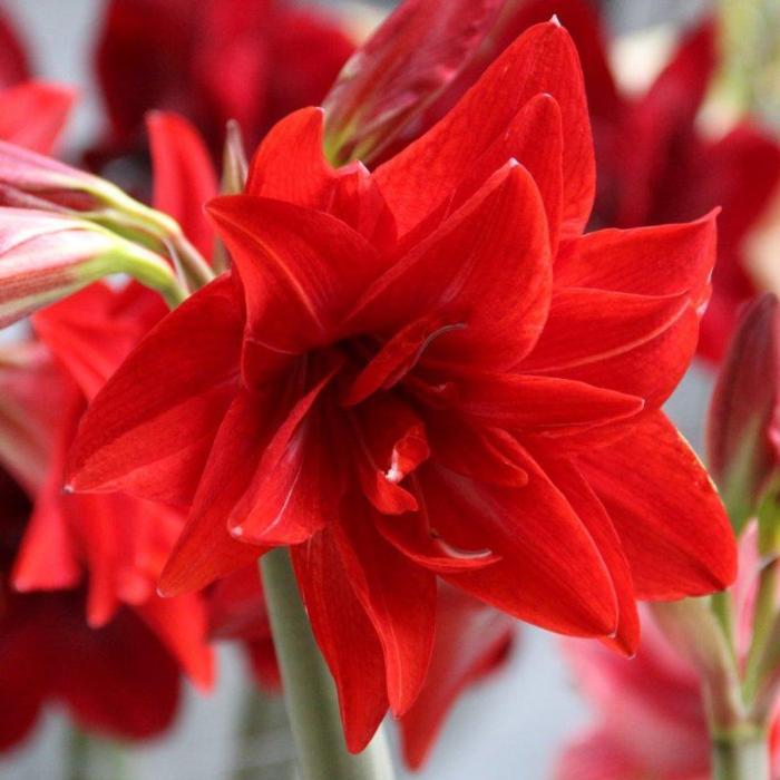 Hippeastrum 'Double Delicious'  plant