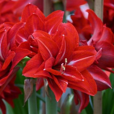 hippeastrum-double-delicious