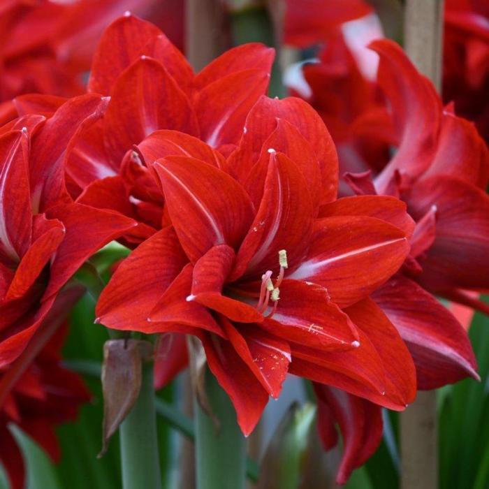 Hippeastrum 'Double Delicious'  plant